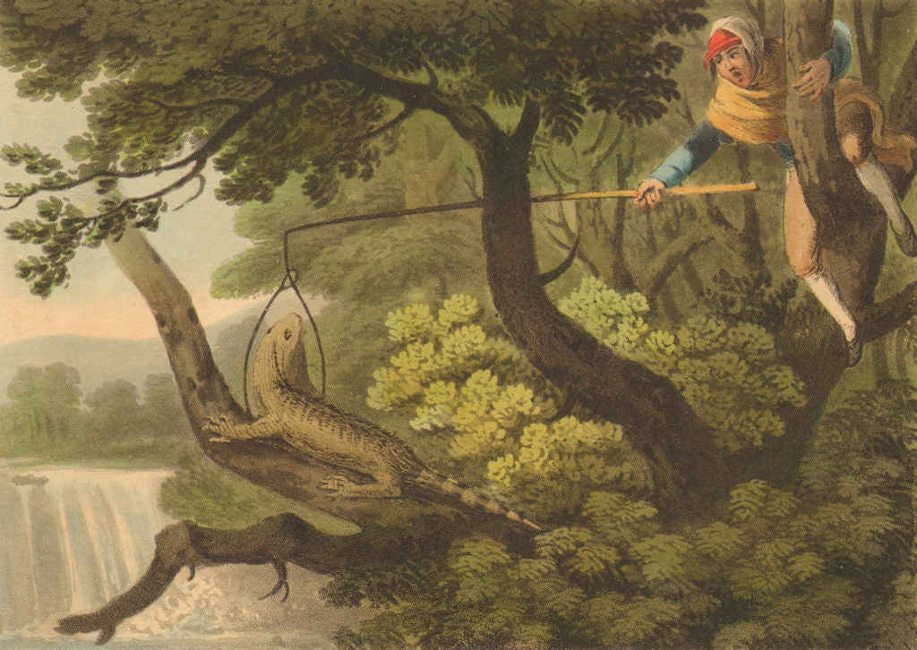 AMERICAN GUANA. Mexican catching lizard using noose (Edward Orme)  1814 print